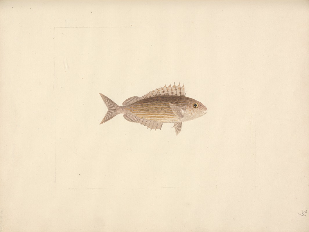 Luigi Balugani - Unidentified Fish