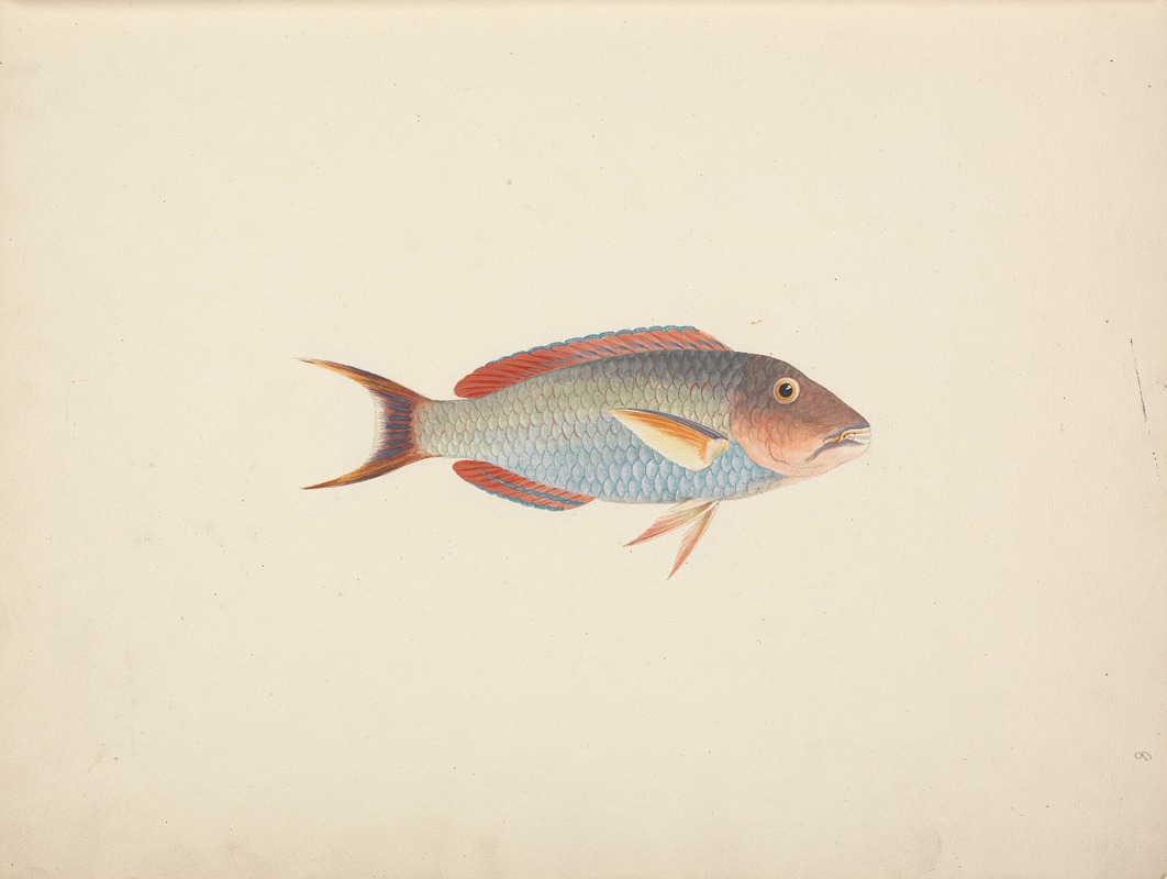 Luigi Balugani - Unidentified Fish