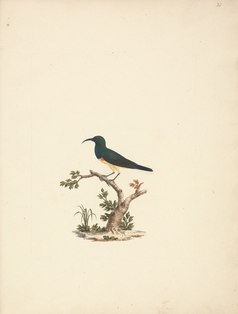 Luigi Balugani - Unidentified Sunbird