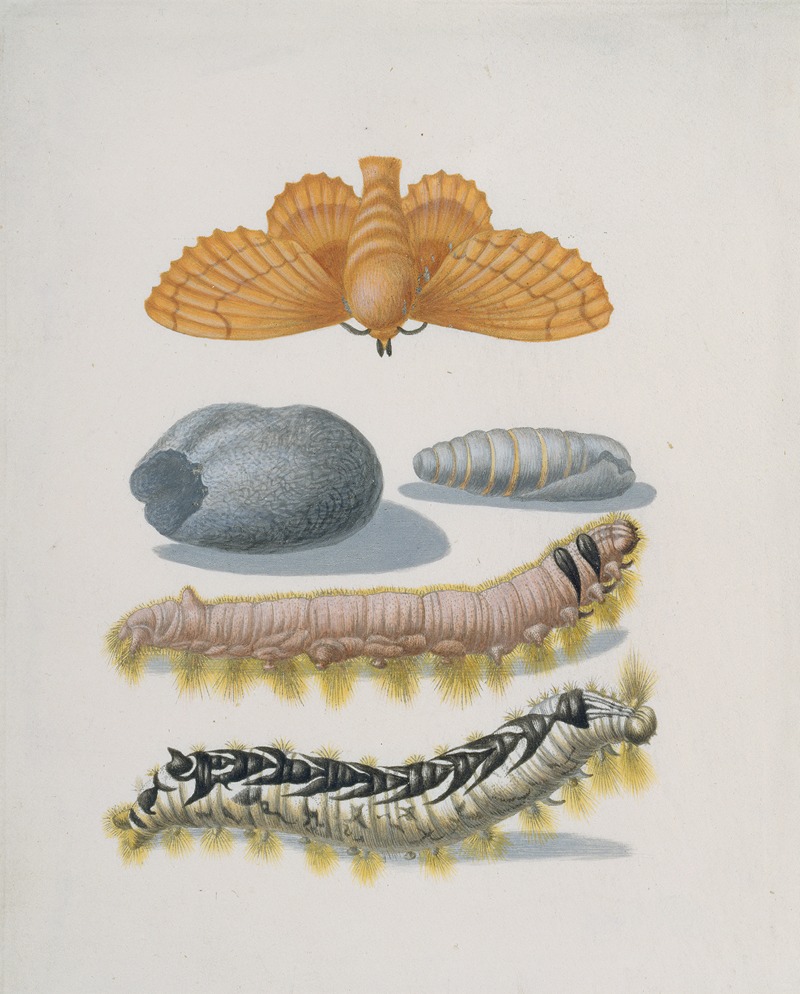 Maria Sibylla Merian - Metamorphosis of the Lappet