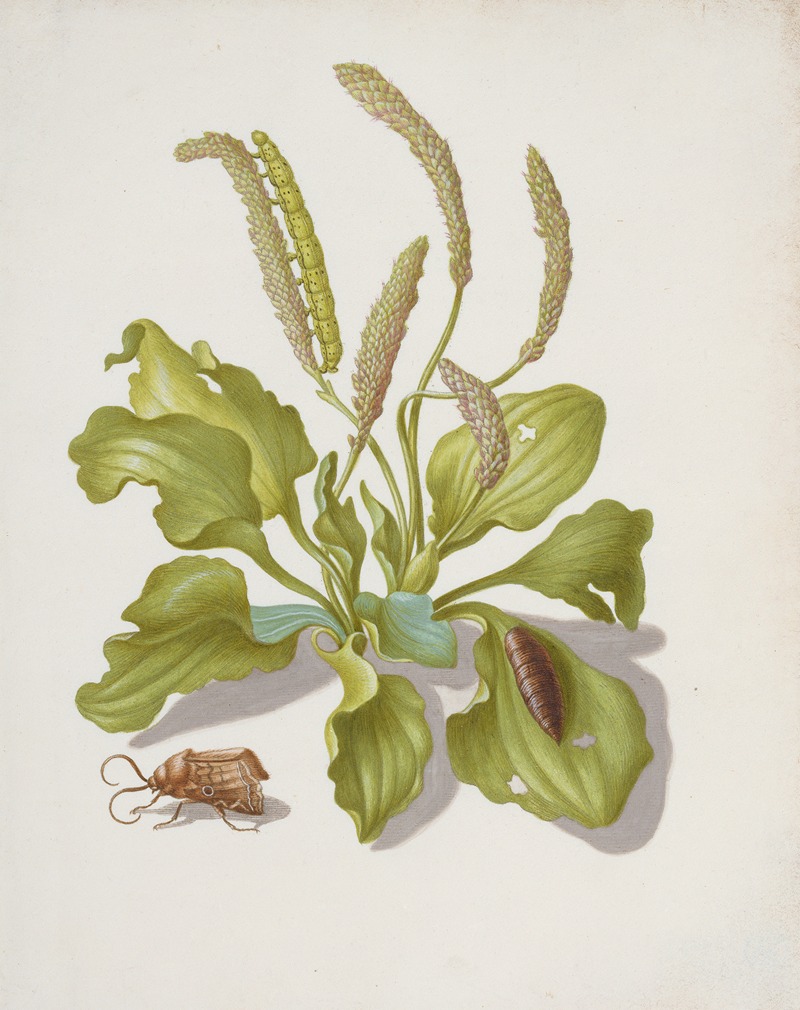 Maria Sibylla Merian - Plantain with Metamorphosis of the Brigh-Line Brown-Eye