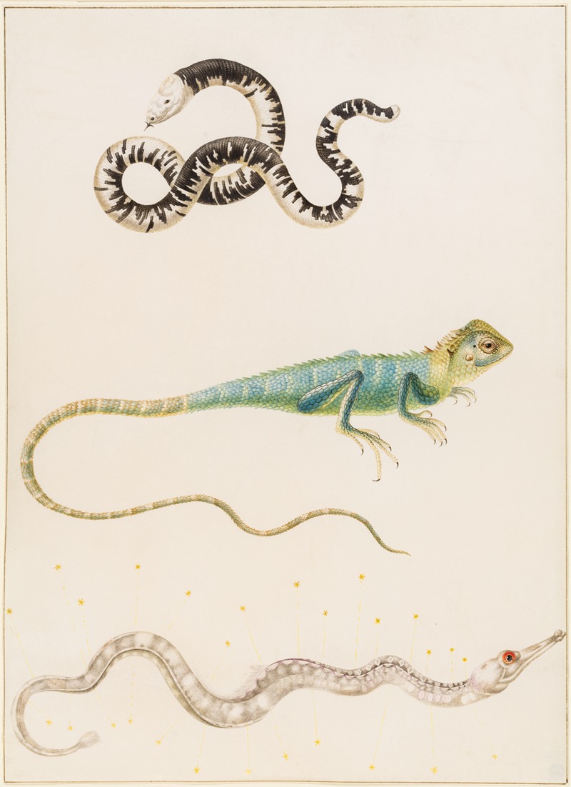 Maria Sibylla Merian - South American smallhead worm lizard, iguana or East Indian tree lizard and pipefish