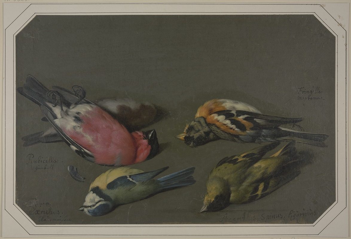 Philipp Ferdinand de Hamilton - Five dead birds