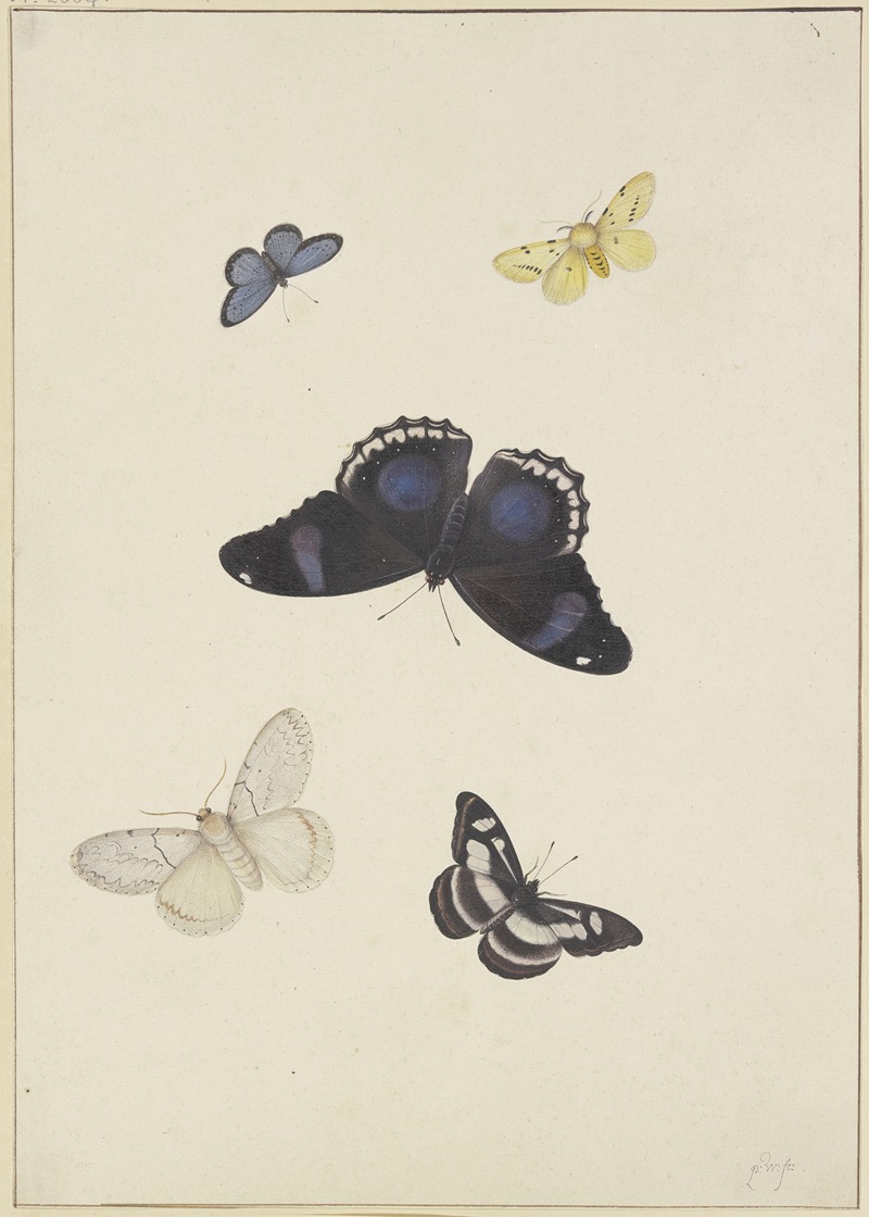 Pieter Withoos - Five butterflies