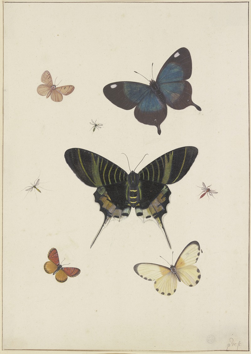 Pieter Withoos - Fünf Schmetterlinge und drei Insekten