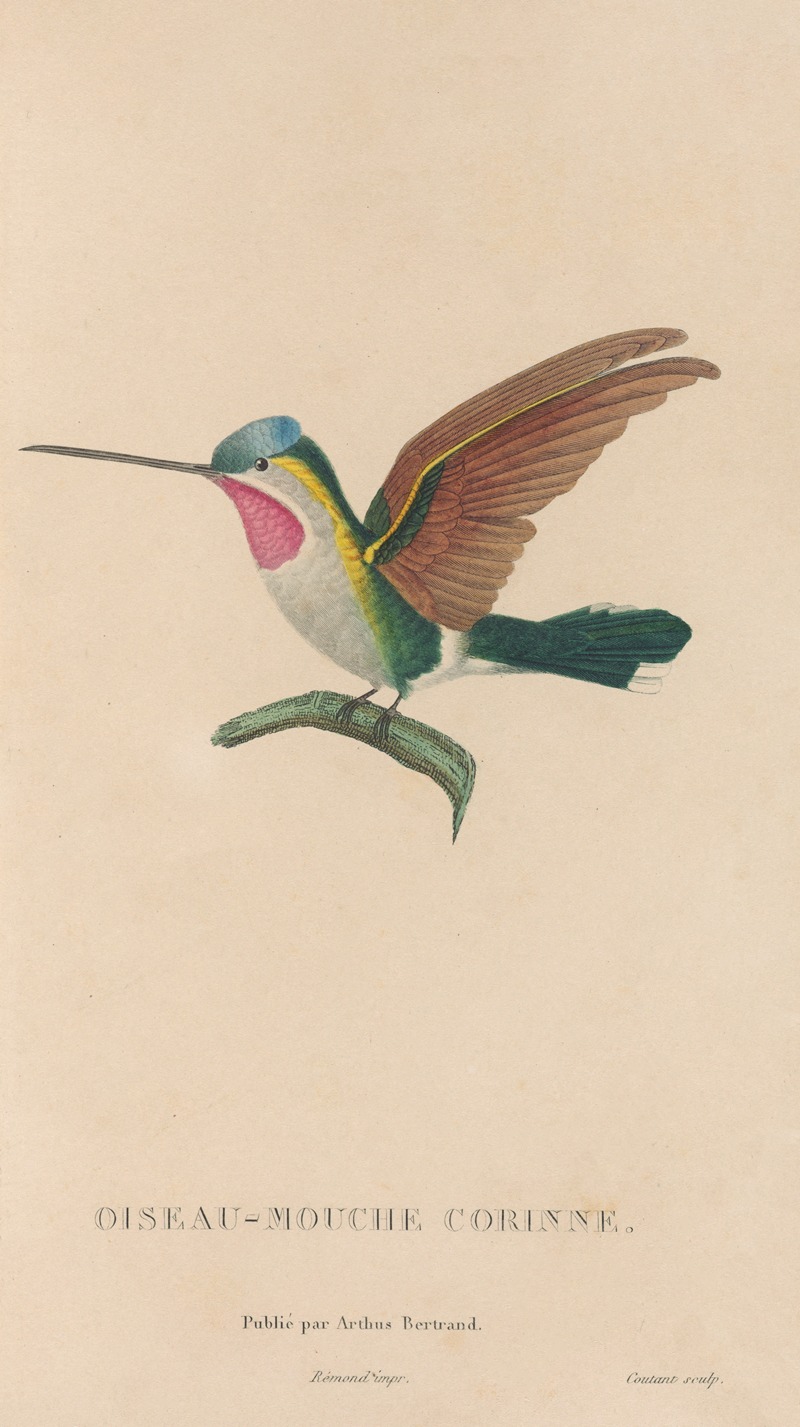 René-Primevère Lesson - Histoire naturelle des oiseaux-mouches Pl.02