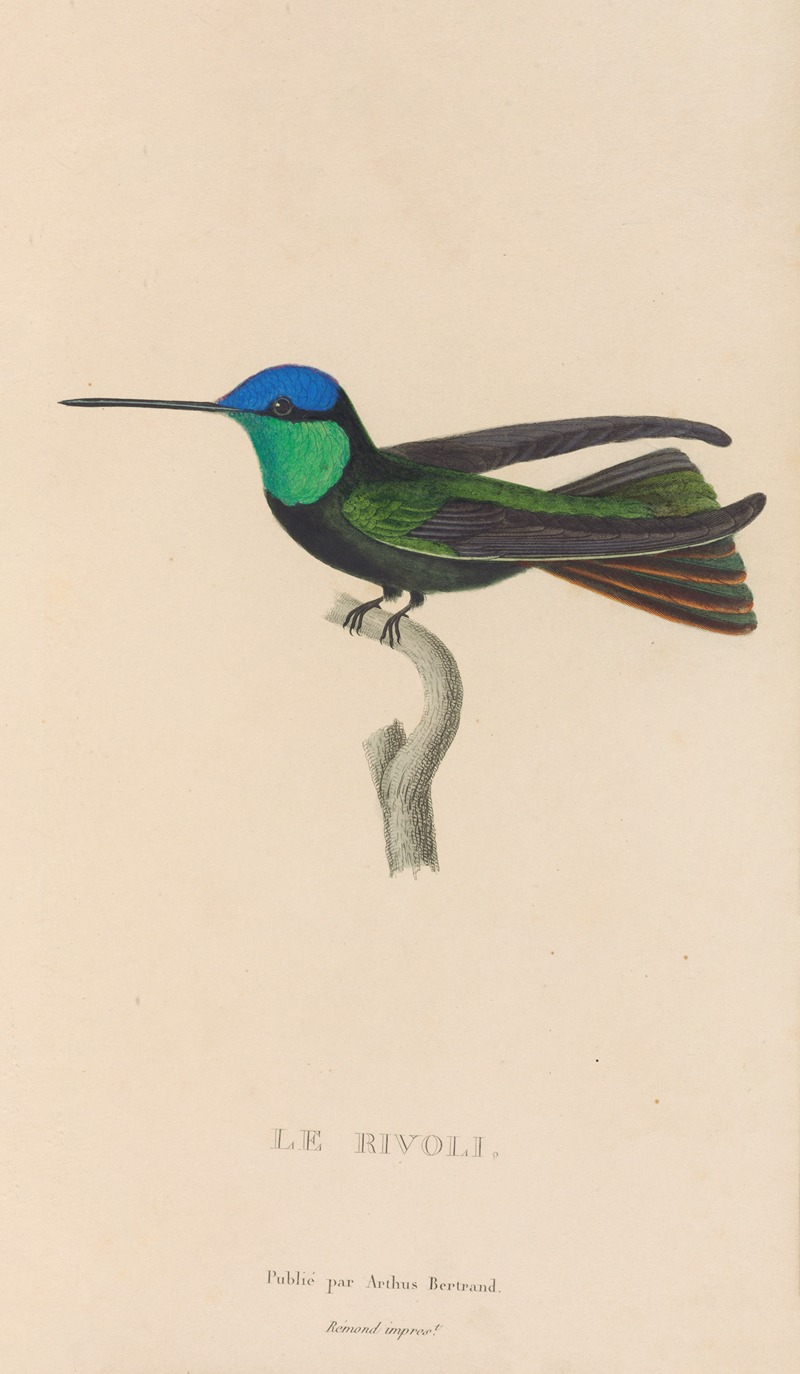 René-Primevère Lesson - Histoire naturelle des oiseaux-mouches Pl.04