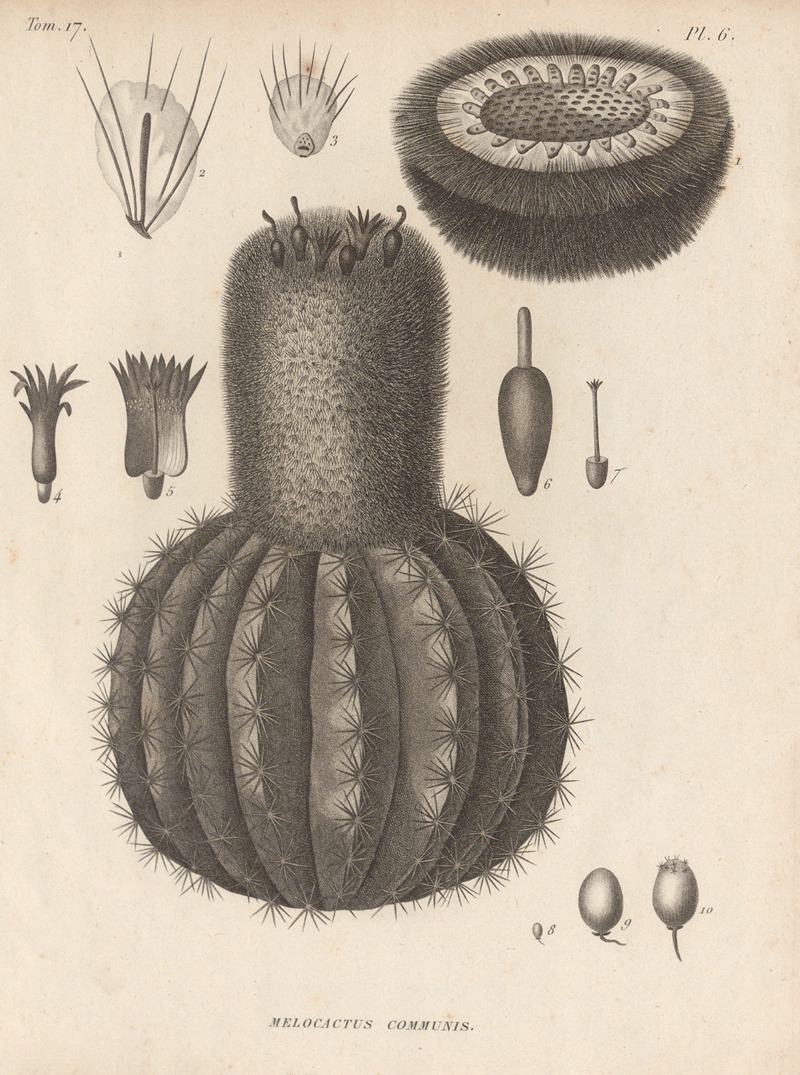 Melocactus Communis Artvee melocactus-communis-artvee