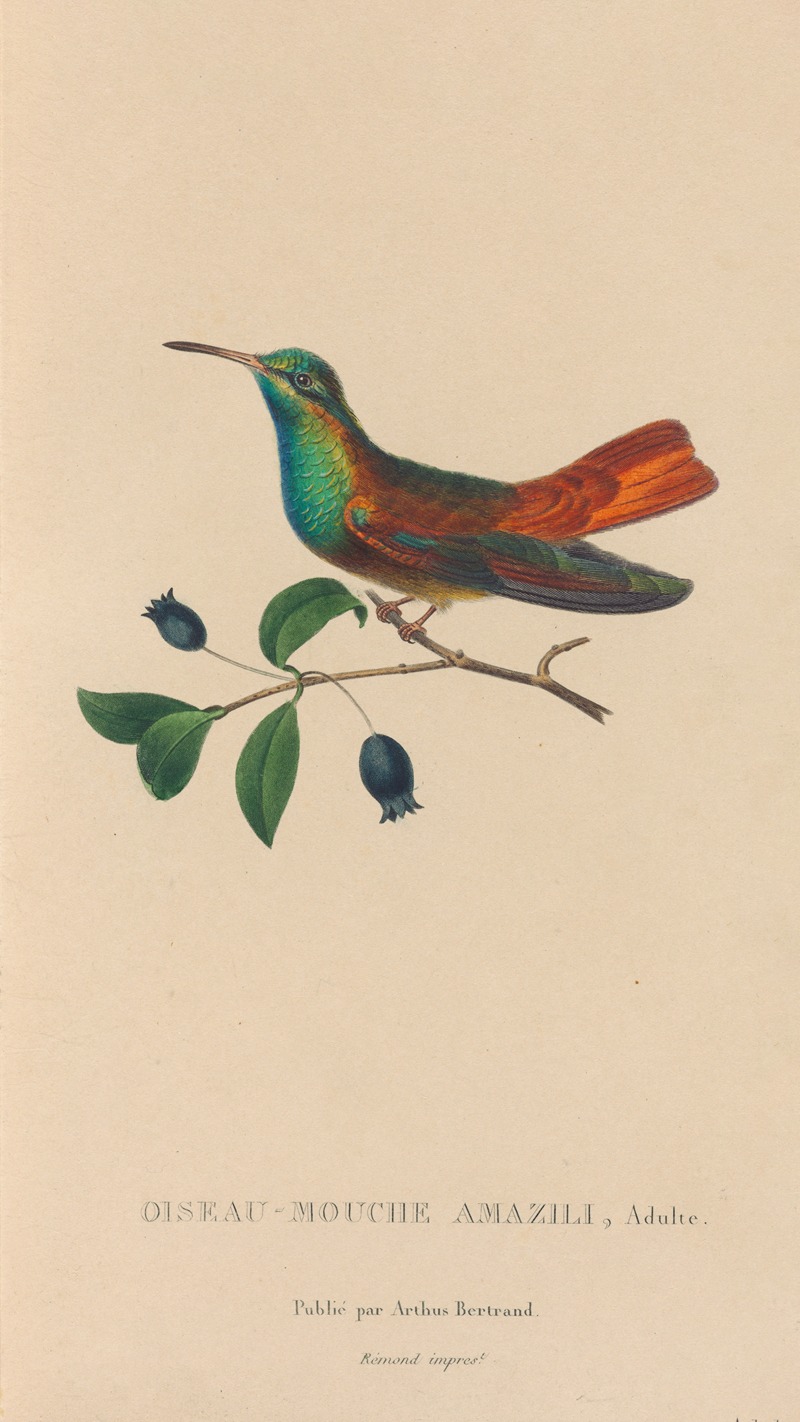 René-Primevère Lesson - Histoire naturelle des oiseaux-mouches Pl.13
