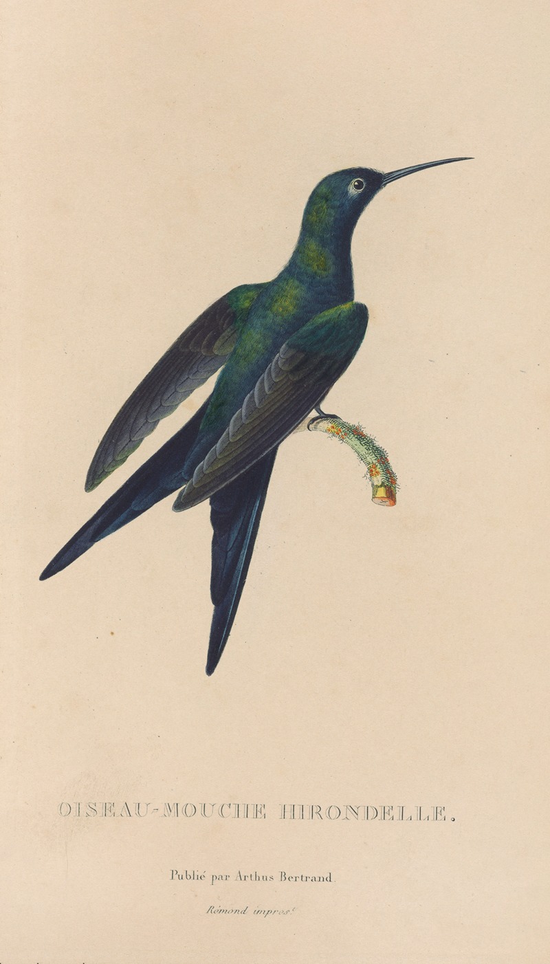 René-Primevère Lesson - Histoire naturelle des oiseaux-mouches Pl.25
