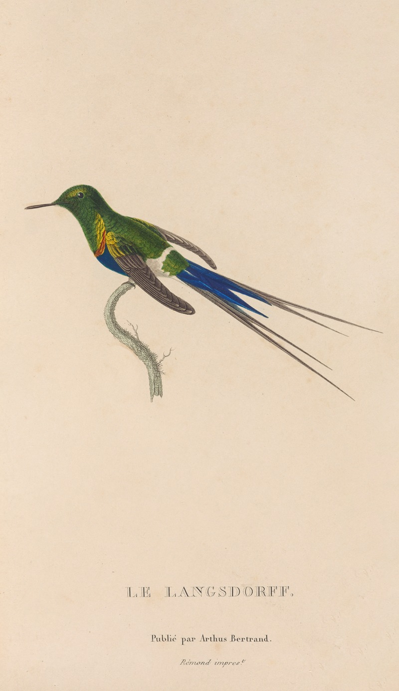 René-Primevère Lesson - Histoire naturelle des oiseaux-mouches Pl.26