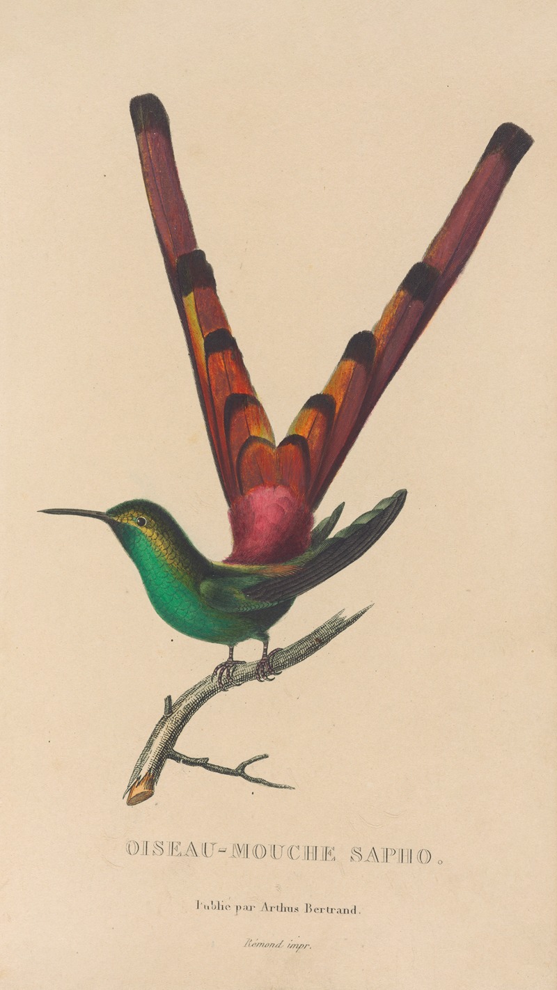 René-Primevère Lesson - Histoire naturelle des oiseaux-mouches Pl.27