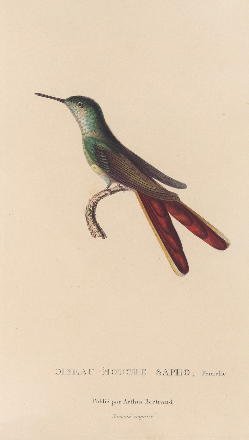 René-Primevère Lesson - Histoire naturelle des oiseaux-mouches Pl.28