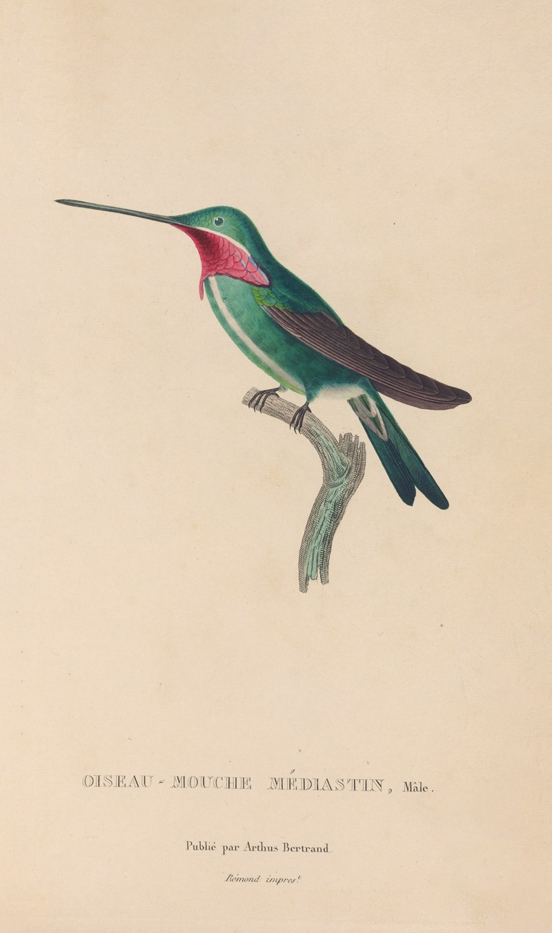René-Primevère Lesson - Histoire naturelle des oiseaux-mouches Pl.29