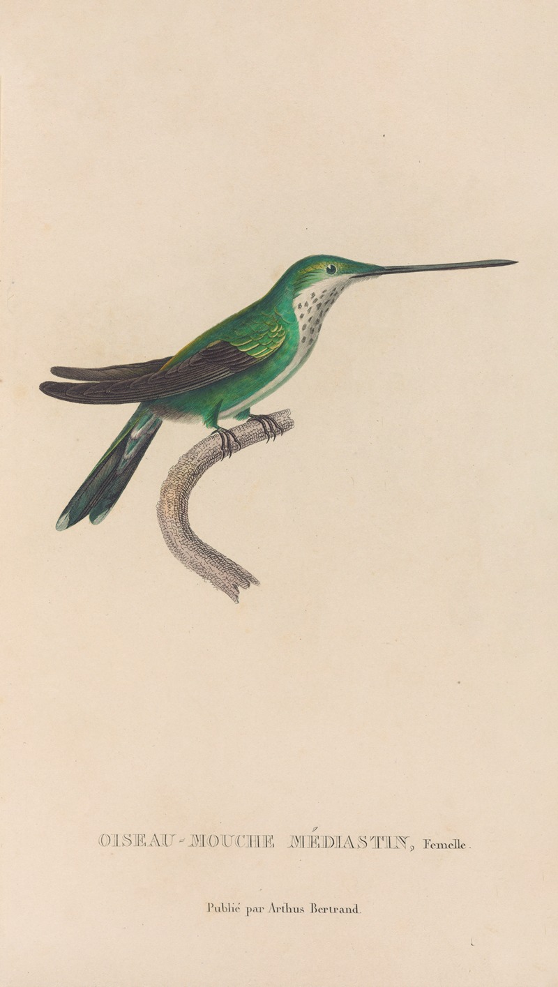 René-Primevère Lesson - Histoire naturelle des oiseaux-mouches Pl.30