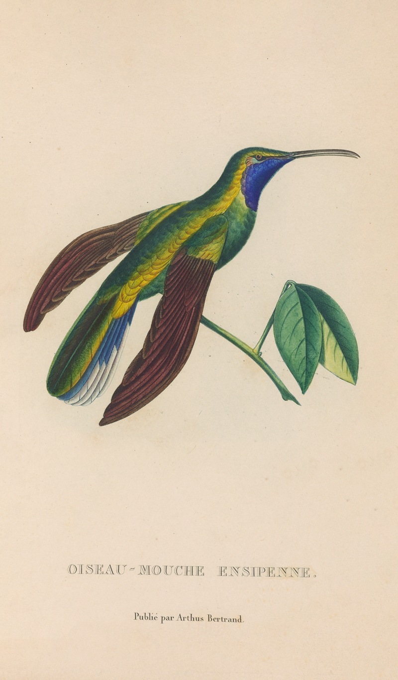 René-Primevère Lesson - Histoire naturelle des oiseaux-mouches Pl.35
