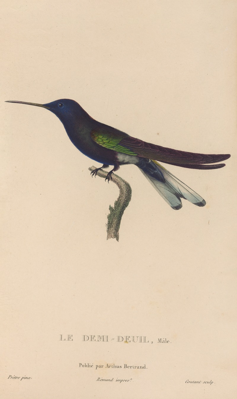 René-Primevère Lesson - Histoire naturelle des oiseaux-mouches Pl.38