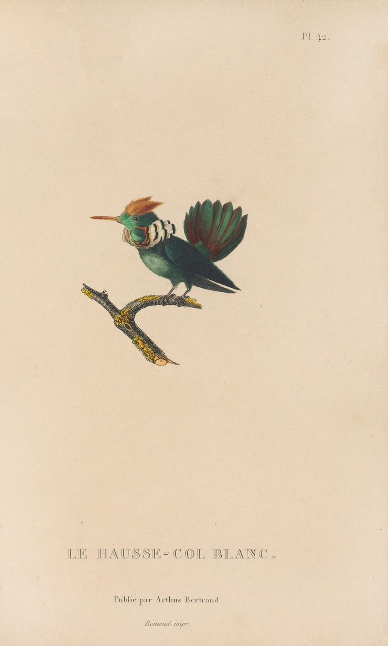 René-Primevère Lesson - Histoire naturelle des oiseaux-mouches Pl.42
