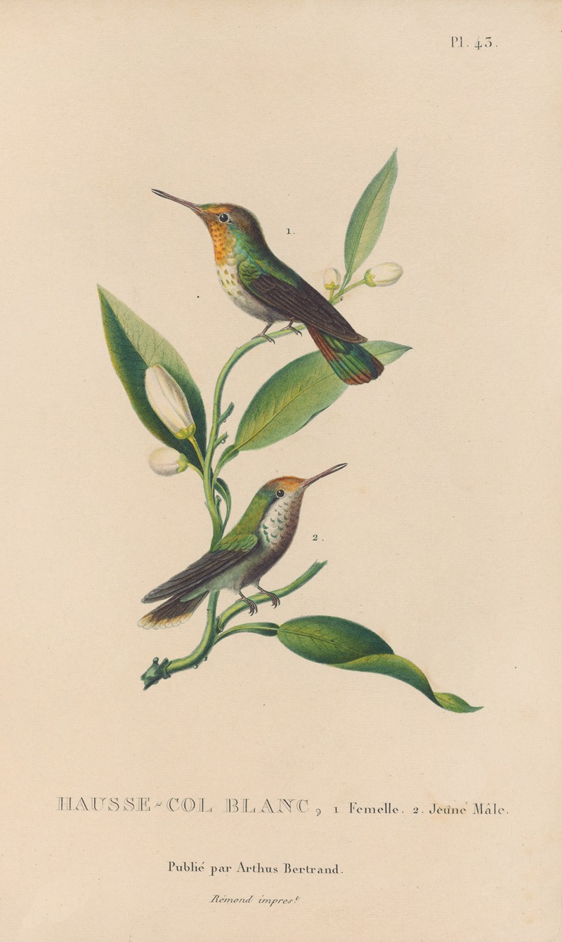 René-Primevère Lesson - Histoire naturelle des oiseaux-mouches Pl.43