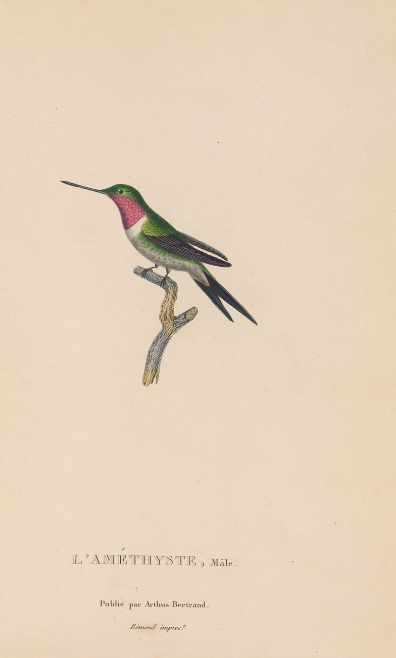 René-Primevère Lesson - Histoire naturelle des oiseaux-mouches Pl.47
