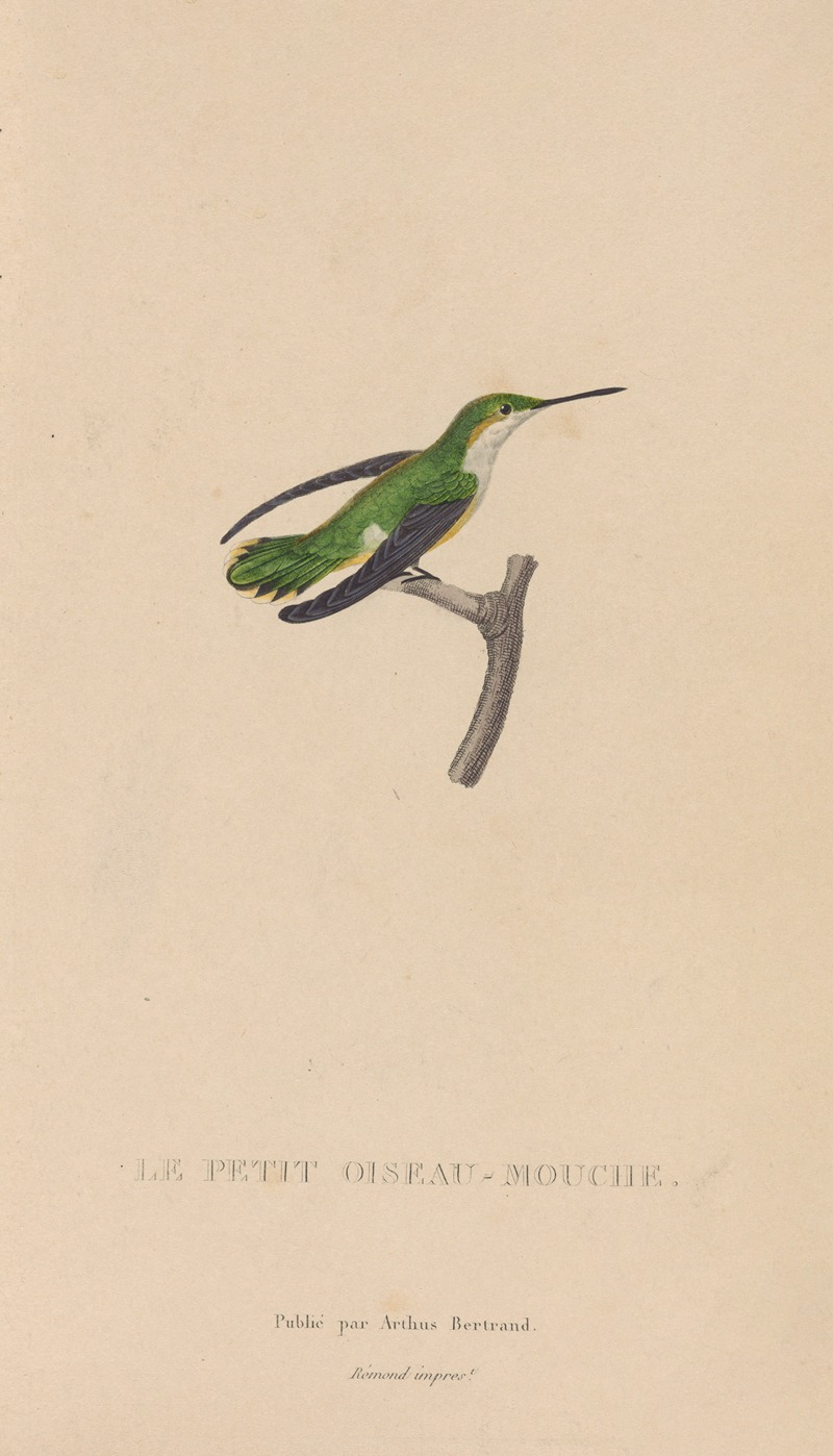 René-Primevère Lesson - Histoire naturelle des oiseaux-mouches Pl.55