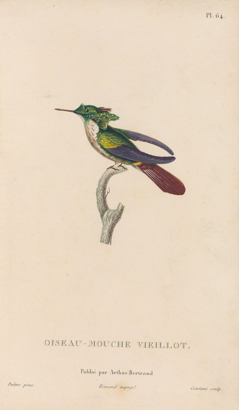 René-Primevère Lesson - Histoire naturelle des oiseaux-mouches Pl.65