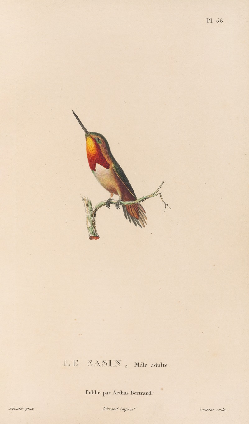 René-Primevère Lesson - Histoire naturelle des oiseaux-mouches Pl.67