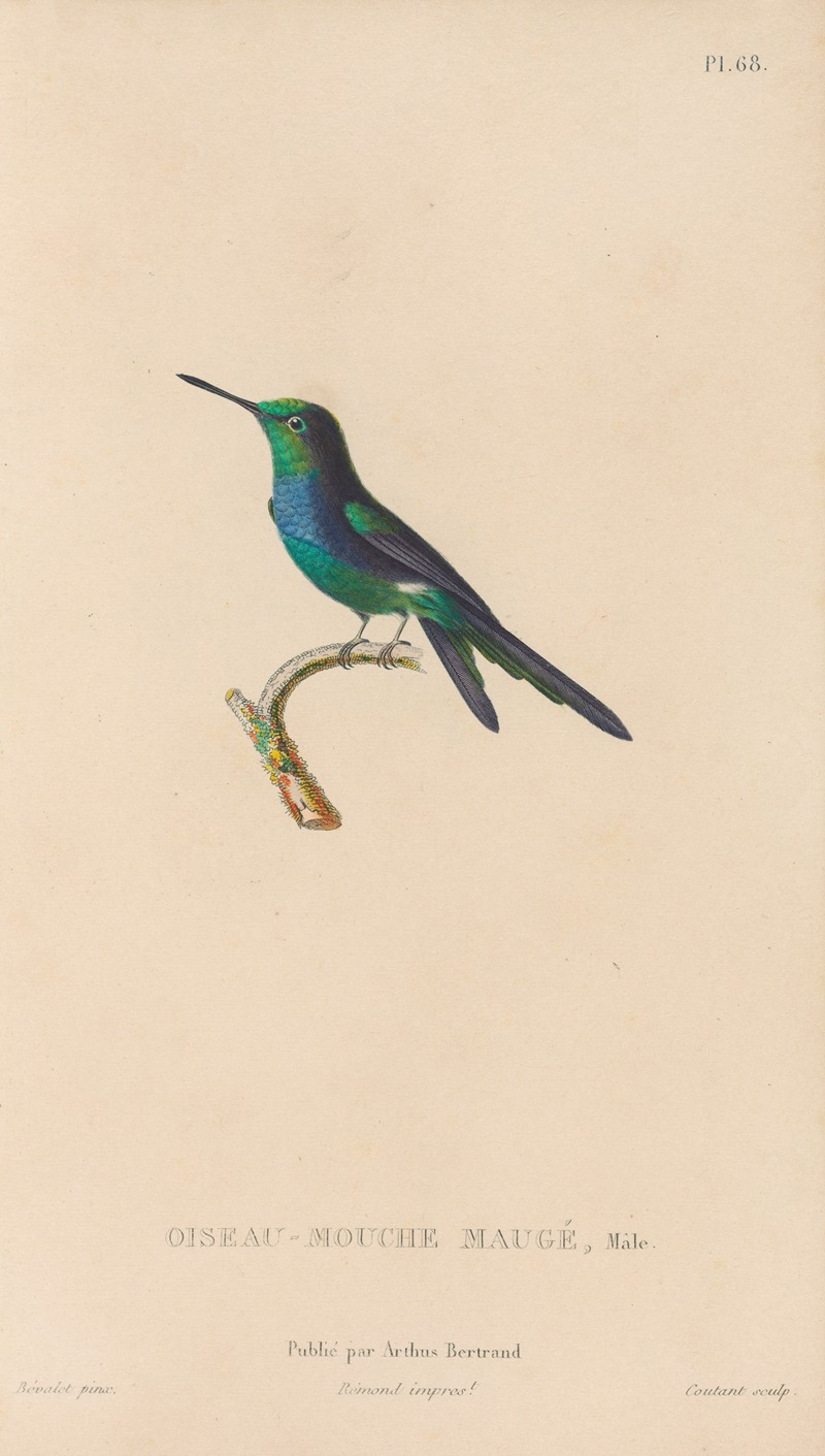 René-Primevère Lesson - Histoire naturelle des oiseaux-mouches Pl.69