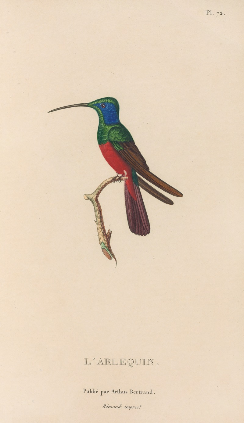 René-Primevère Lesson - Histoire naturelle des oiseaux-mouches Pl.73