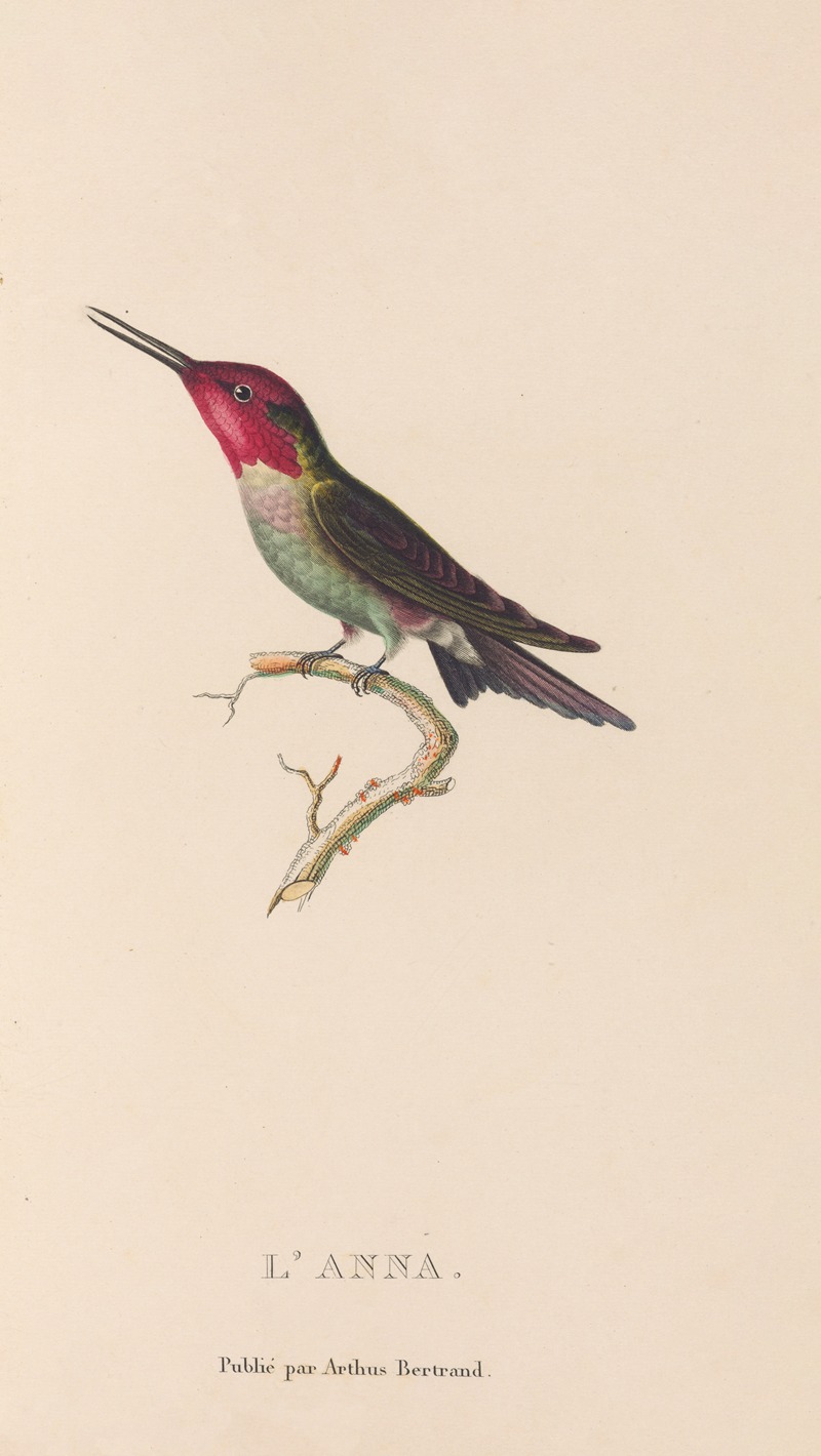 René-Primevère Lesson - Histoire naturelle des oiseaux-mouches Pl.75