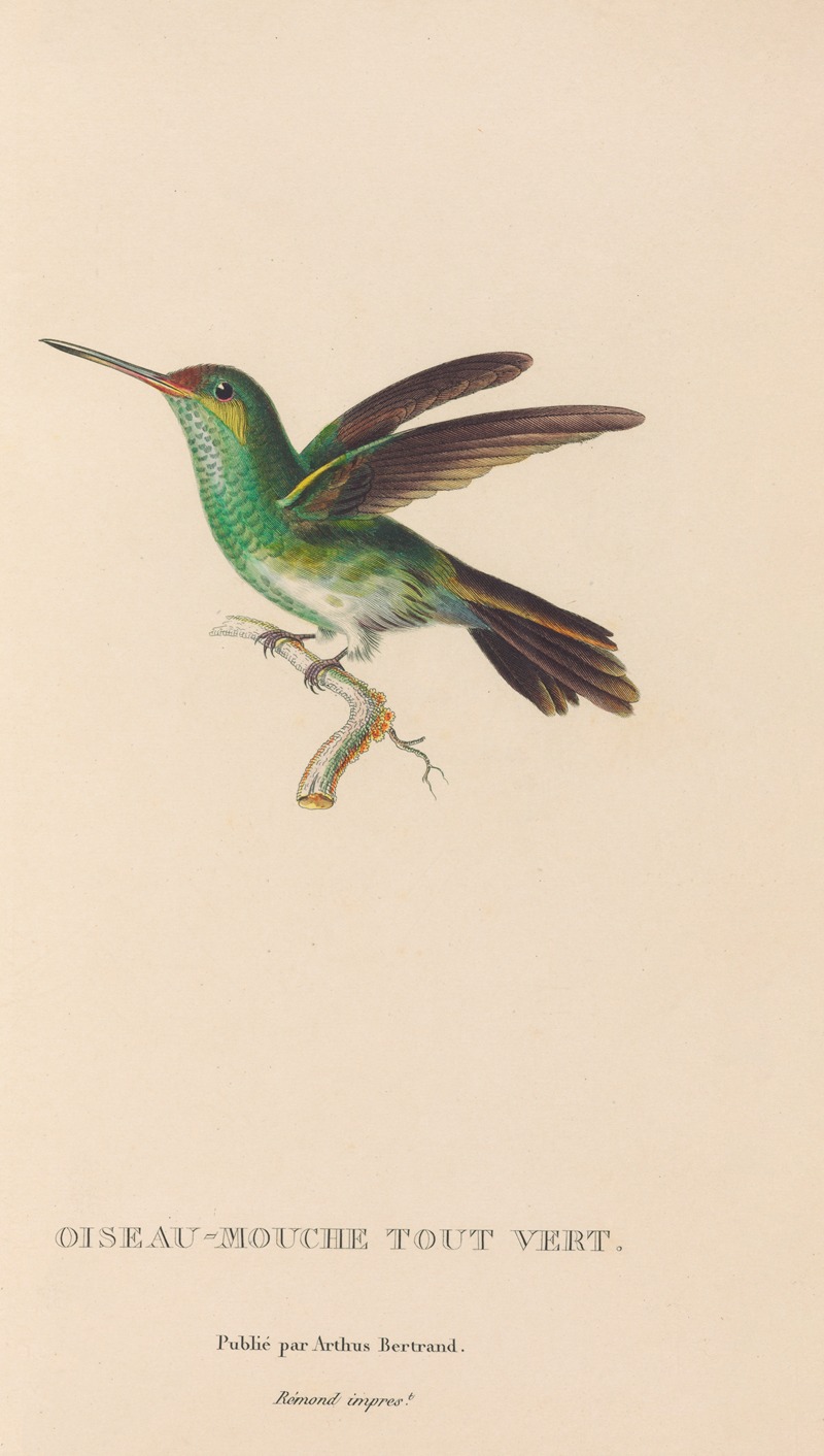 René-Primevère Lesson - Histoire naturelle des oiseaux-mouches Pl.76