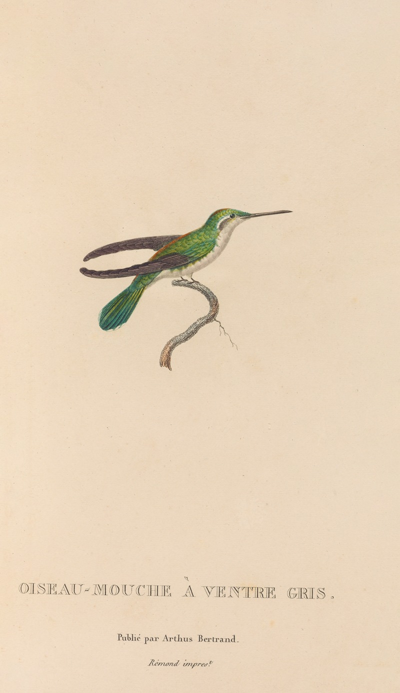 René-Primevère Lesson - Histoire naturelle des oiseaux-mouches Pl.80