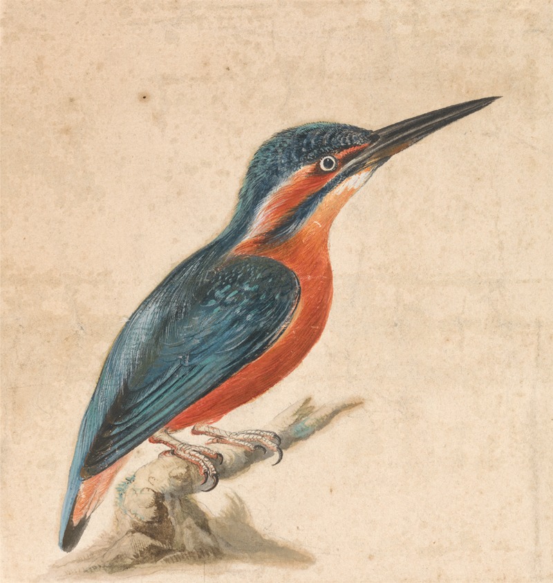 Thomas Atwood - A Kingfisher