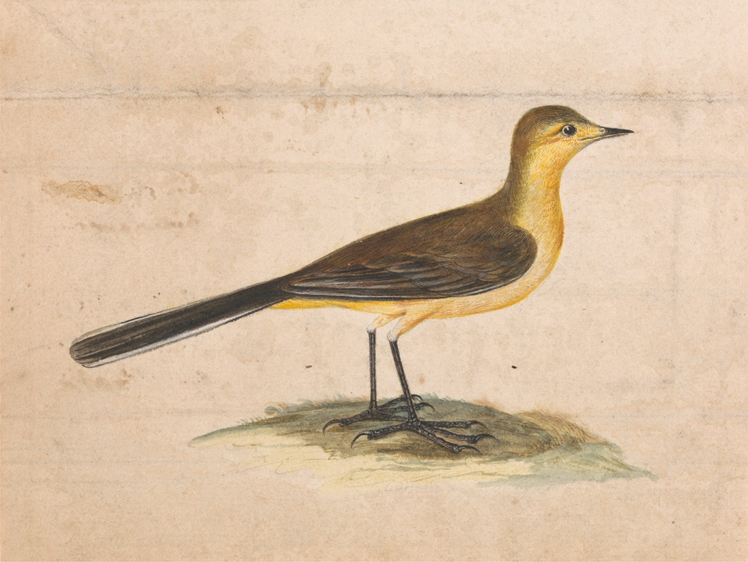 Thomas Atwood - A Yellow Wagtail