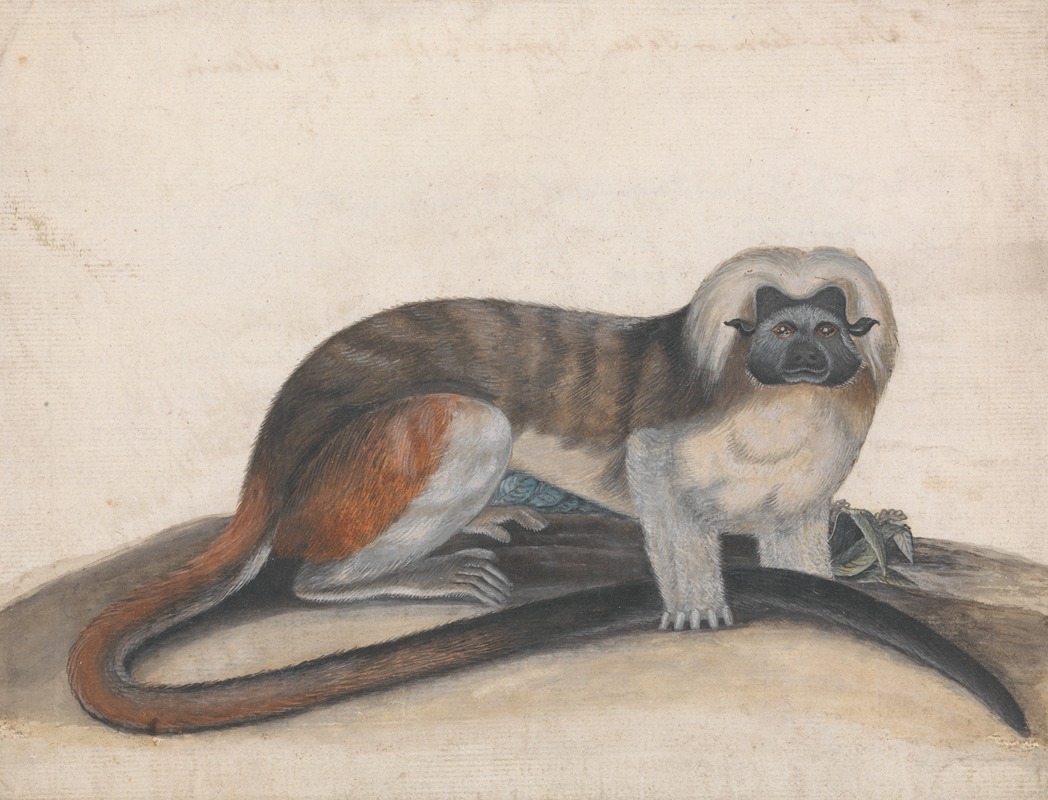 Thomas Bewick - Study for ‘The Pinche or Red Tailed Monkey’