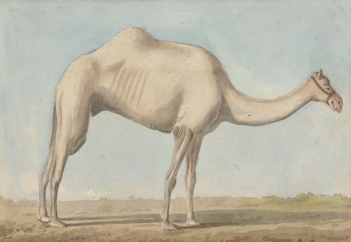 Willey Reveley - A Camel