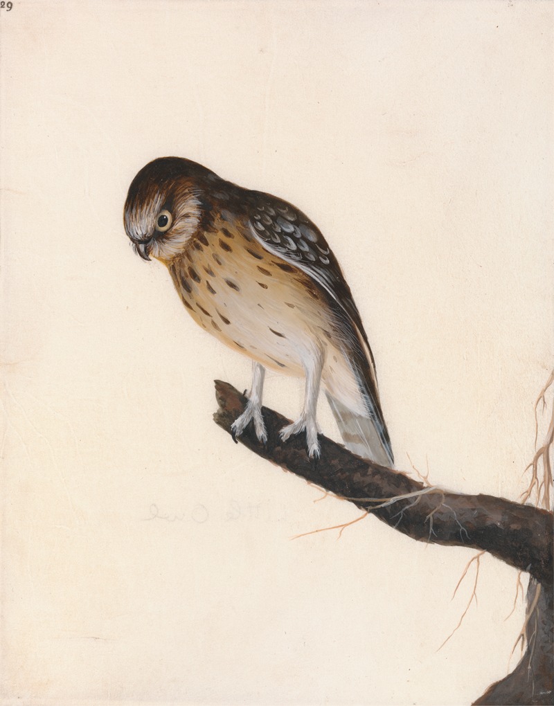 William Lewin - Little Owl