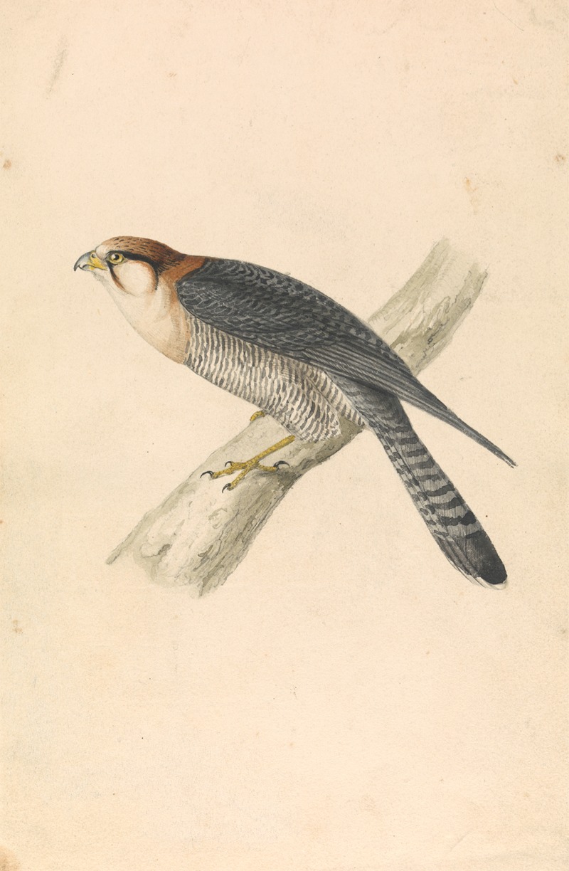 William Swainson - Rufous Necked Falcon