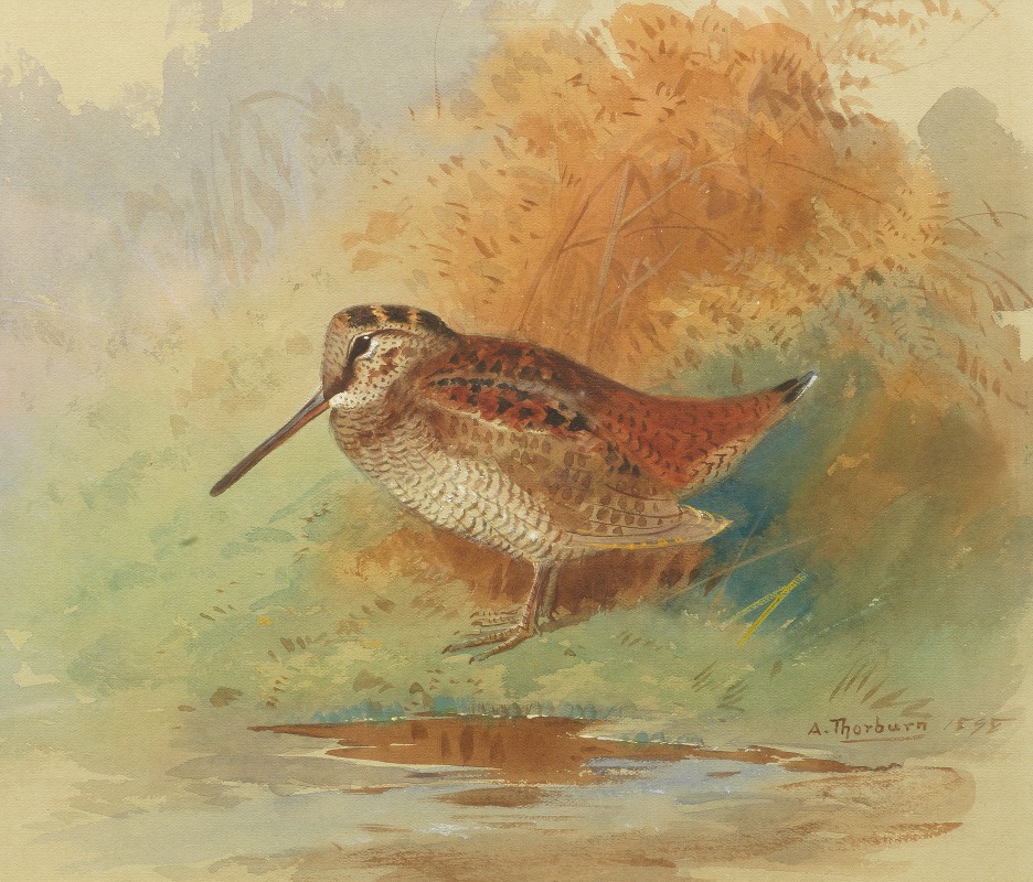 Archibald Thorburn - Woodcock at water’s edge