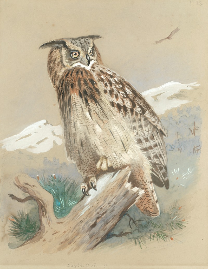 Archibald Thorburn - Eagle Owl