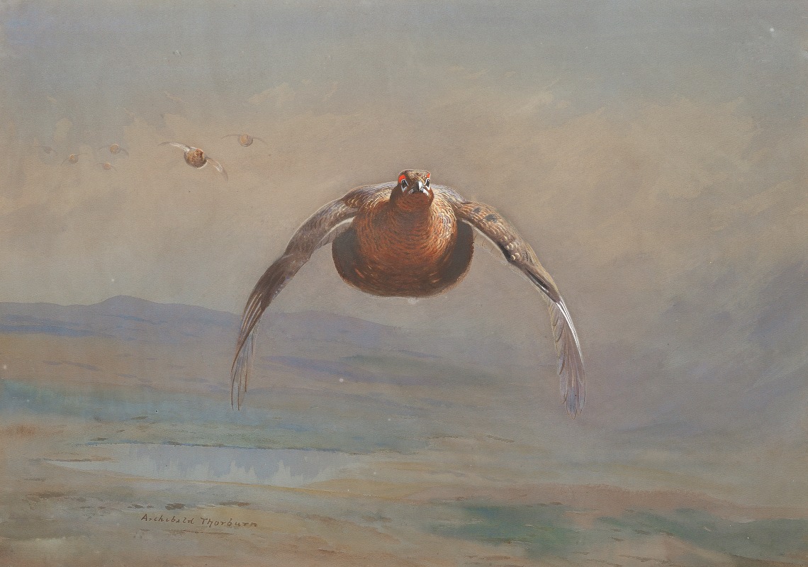 Archibald Thorburn - Grouse in flight