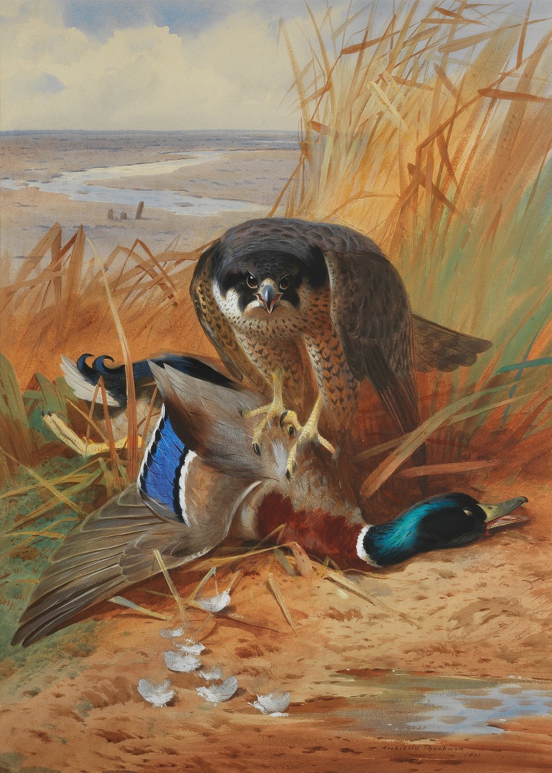 Archibald Thorburn - Peregrine falcon and mallard duck on a sandbank