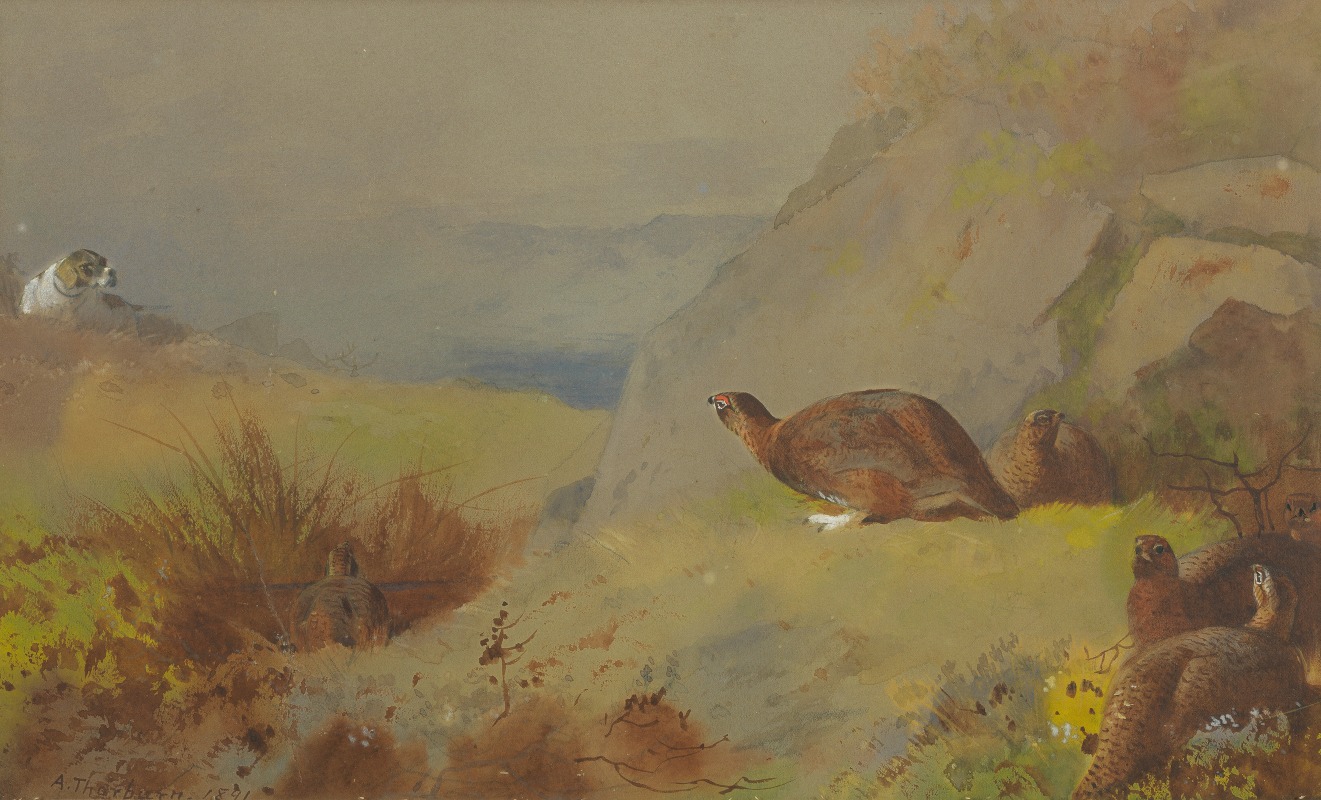 Archibald Thorburn - Study for Grouse on the Moor