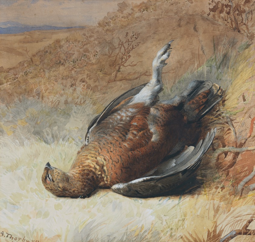 Archibald Thorburn - Study of a grouse