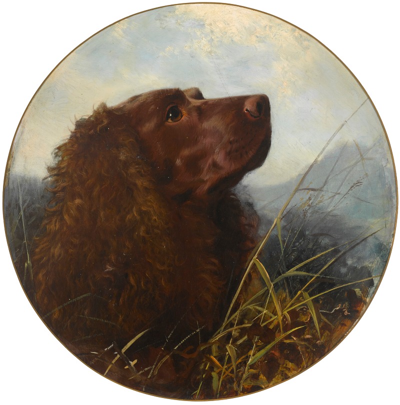 George Earl - A Sussex spaniel