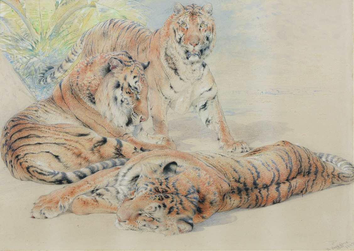 William Huggins - Study of tigers