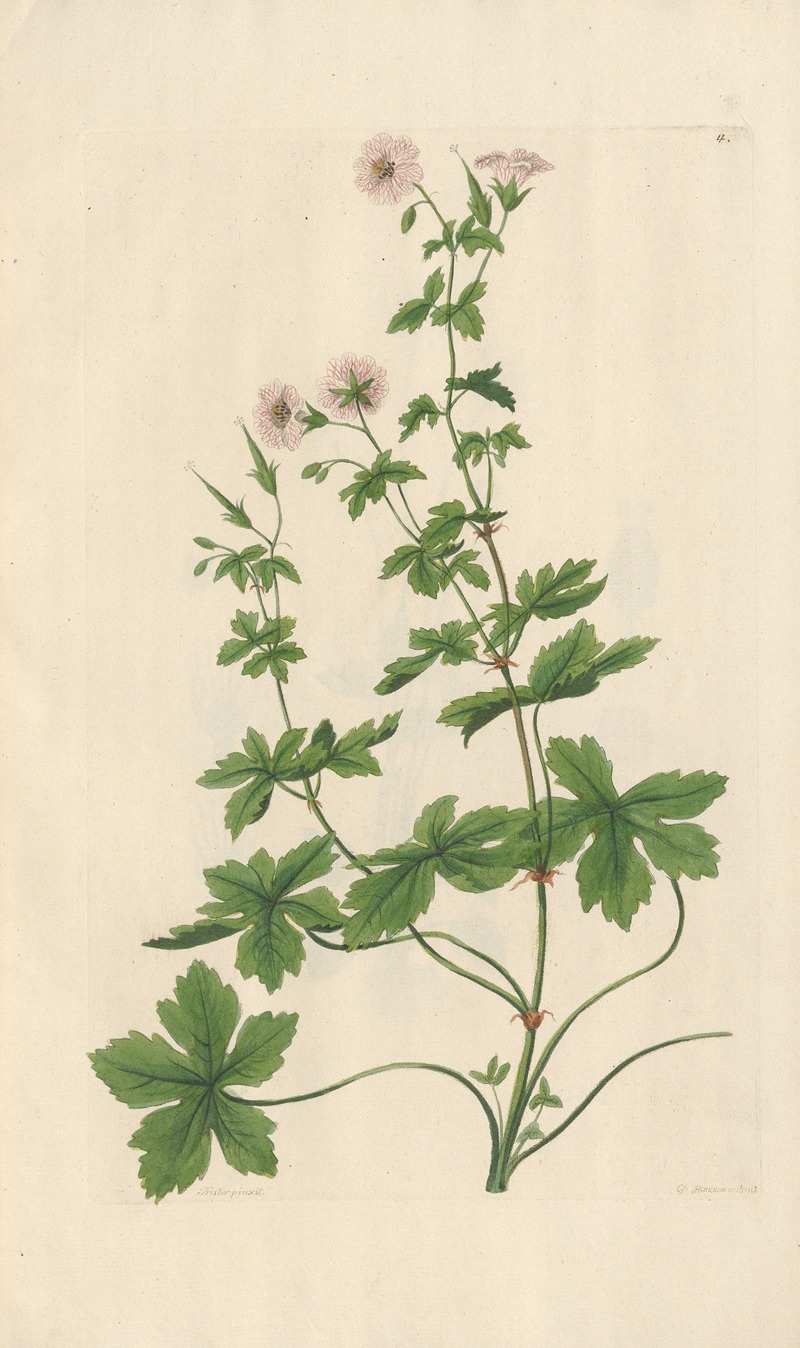 Geranium striatum - Artvee
