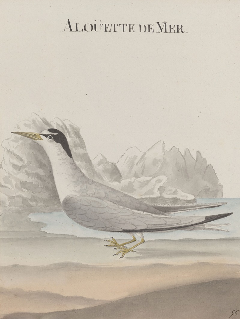 René de Rabié - Natural history of Saint Domingue Pl.043