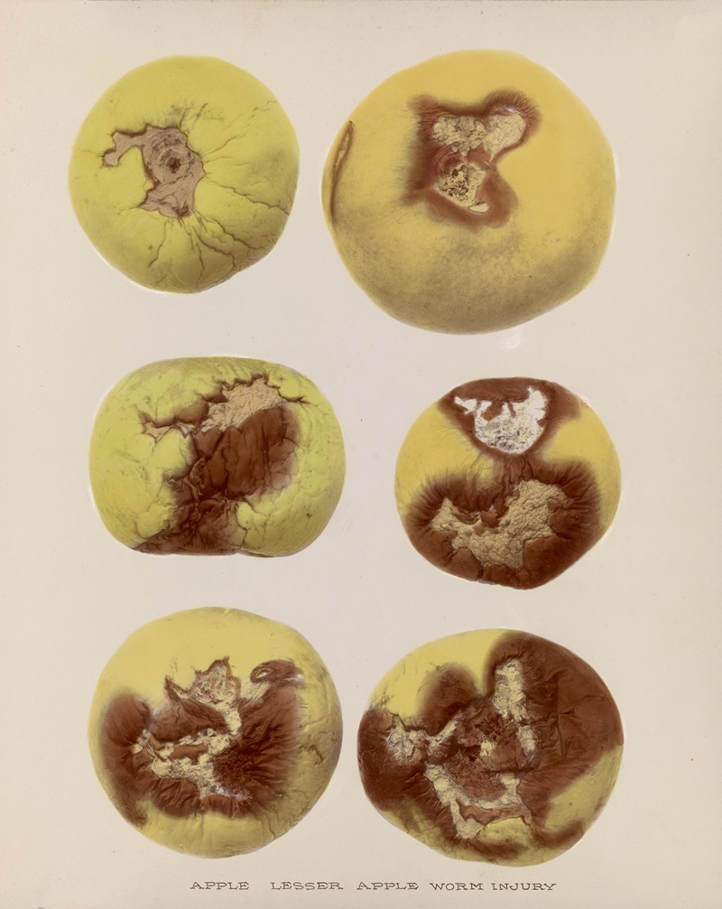 Apple Lesser apple worm injury - Artvee