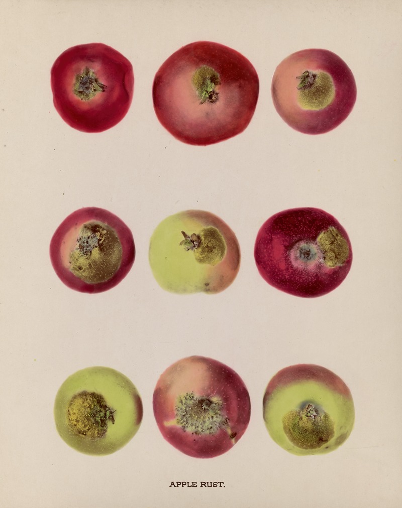 Niche Apple Rust Apple Rust - Artvee